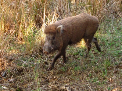 2011-periyar-17