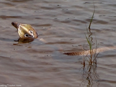 2011-periyar-6